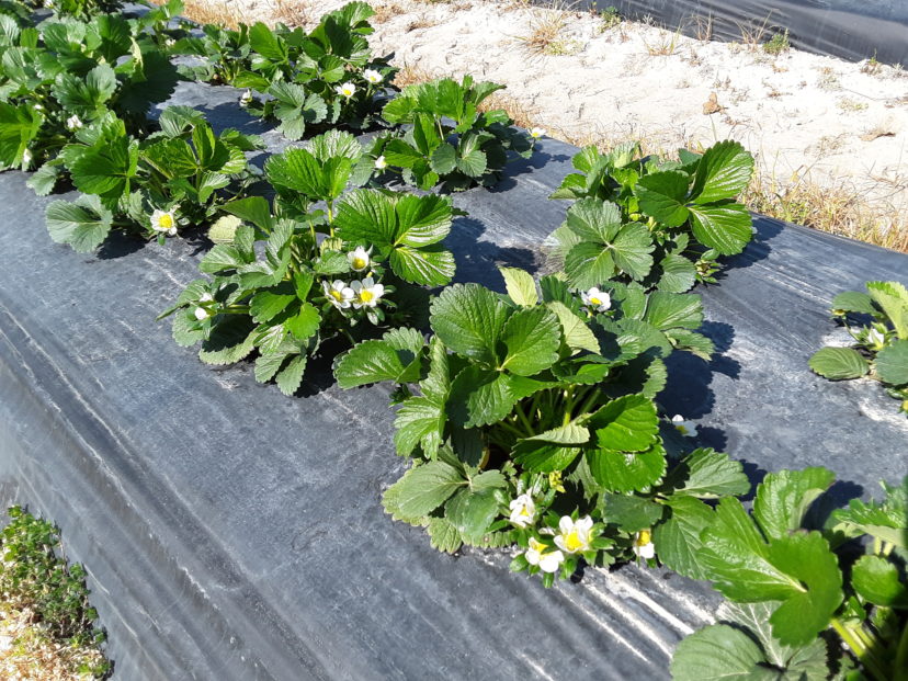 Lots of blooms present now that we need to protect from Botrytis.