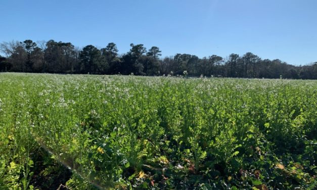 Fruit and Vegetable Field Report March 15, 2021