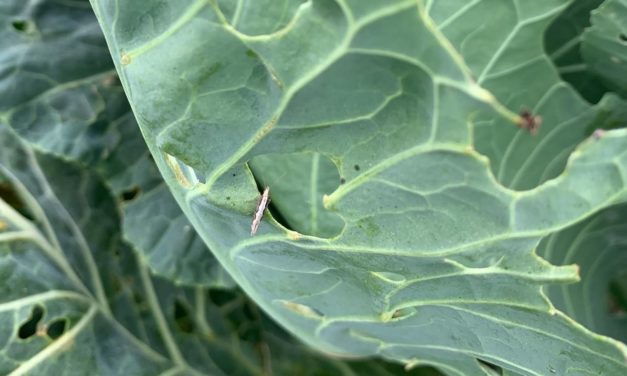 SC Fruit and Vegetable Field Report March 22, 2021