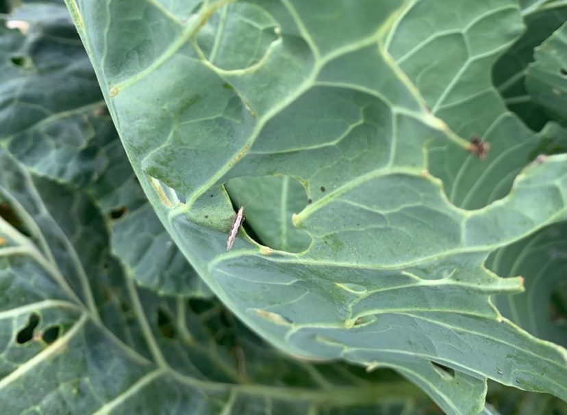 A diamond back moth, one of thousands, I found in the leftover collard field. Zack Snipes, ©2021, Clemson Extension