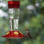 Now Is the Time to Put Out Hummingbird Feeders