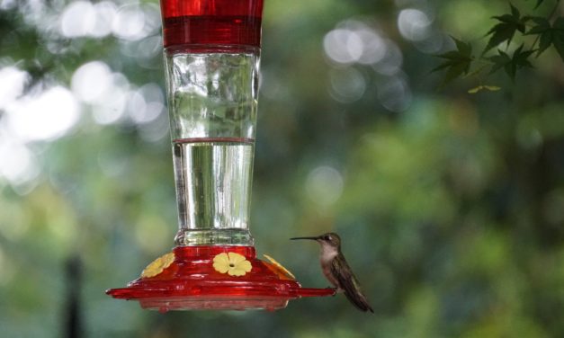 Now Is the Time to Put Out Hummingbird Feeders