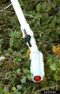 A wicking applicator used to apply herbicides directly to weeds. Photo by Steve Manning, Invasive Plant Control, Bugwood.org