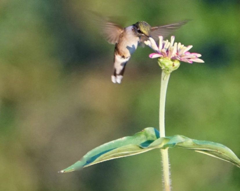 A zinnia flower provides a rich nectar food source for a female ruby-throated hummingbird. Barbara H. Smith, ©2020 HGIC, Clemson University