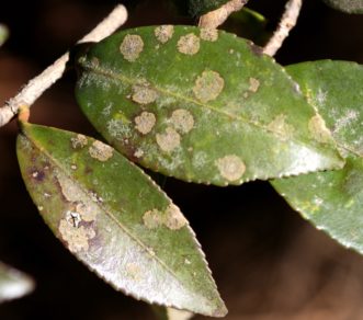 Algal leaf spot on camellia leaves (Camellia japonica). Joey Williamson, ©2010 HGIC, Clemson University