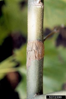 Algal leaf spot on sycamore branch (Platanus occidentalis). Florida Division of Plant Industry Archive, Bugwood.org