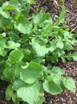 Arugula (Eruca sativa) has smooth, deeply lobed leaves. Stephanie Turner, ©HGIC 2020, Clemson Extension