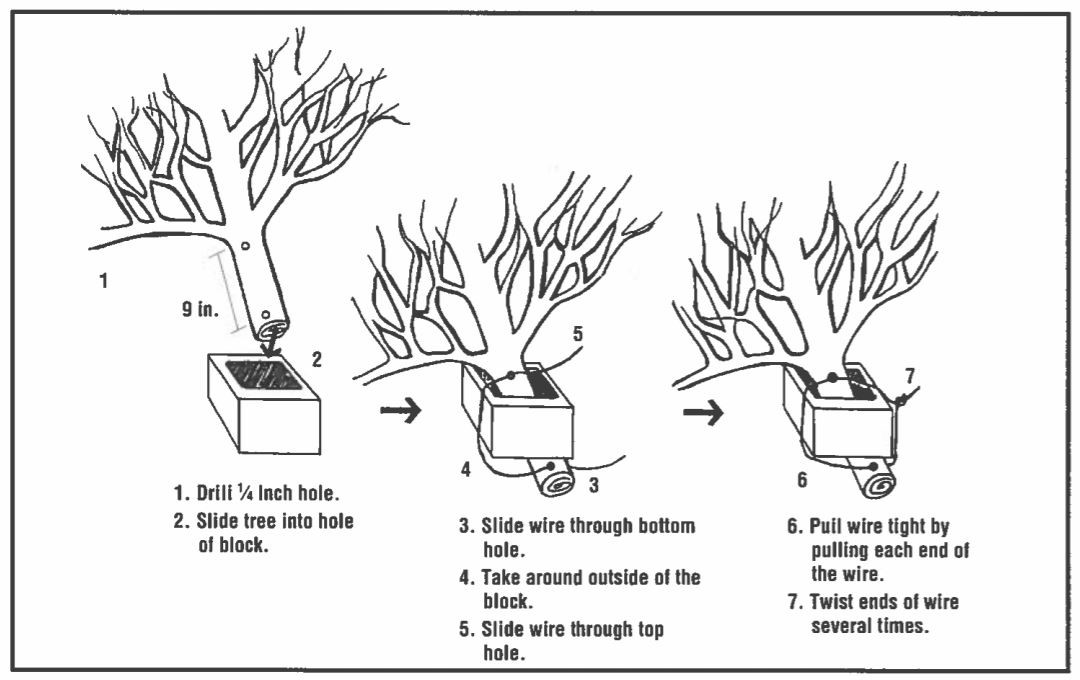Attachment of concrete blocks to evergreen trees. Used with Permission of Ohio State University 