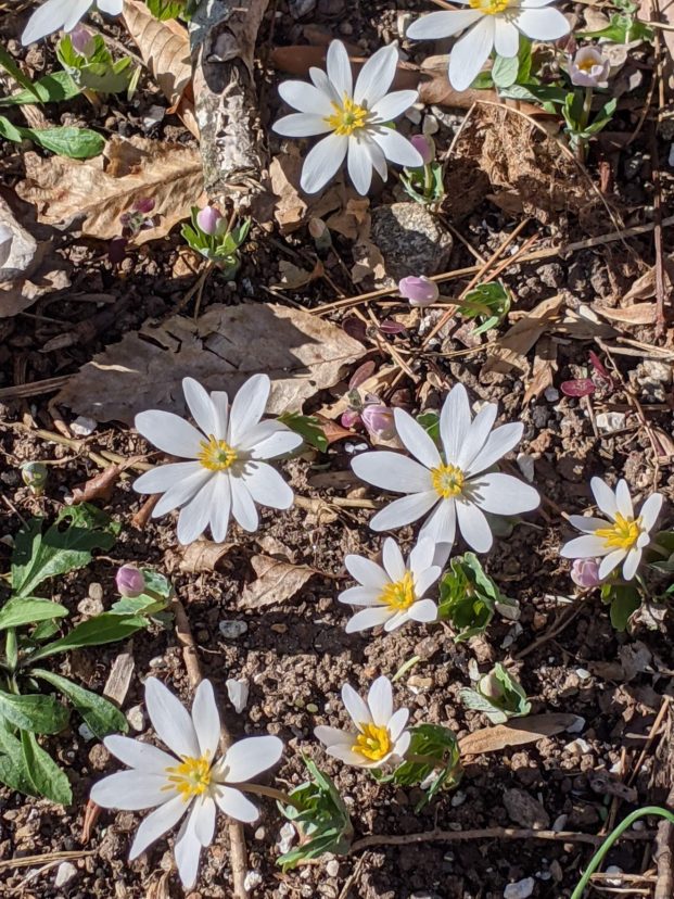 Bloodroot (Sanguinaria canadensis) blooms during the early spring in deciduous woods with 3 to 4 inch white flower petals and bright yellow stamens. Millie Davenport, ©2021, Clemson Extension