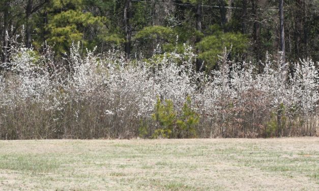 What Is An Invasive Plant, And Why Should We Care?