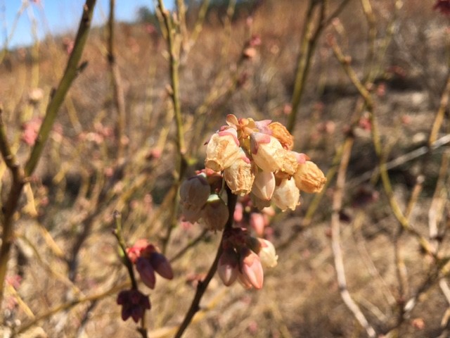 Damaged corollas (flowers) on blueberries. Likely experienced 28 degrees or lower. Bruce McLean, ©2021, Clemson Extension 