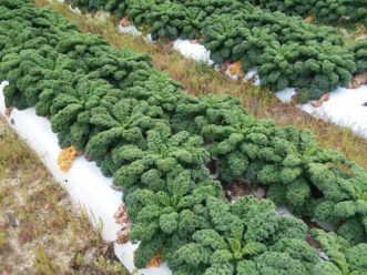 ‘Darkibor’ kale (Brassica oleracea var. acephala ‘Darkibor’) is a dark green cultivar with curly leaves. Justin Ballew, ©HGIC 2020, Clemson Extension