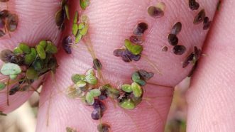 Duckweed plants are small, about the diameter of a pencil eraser. TJ Savereno, 2020, Clemson Extension