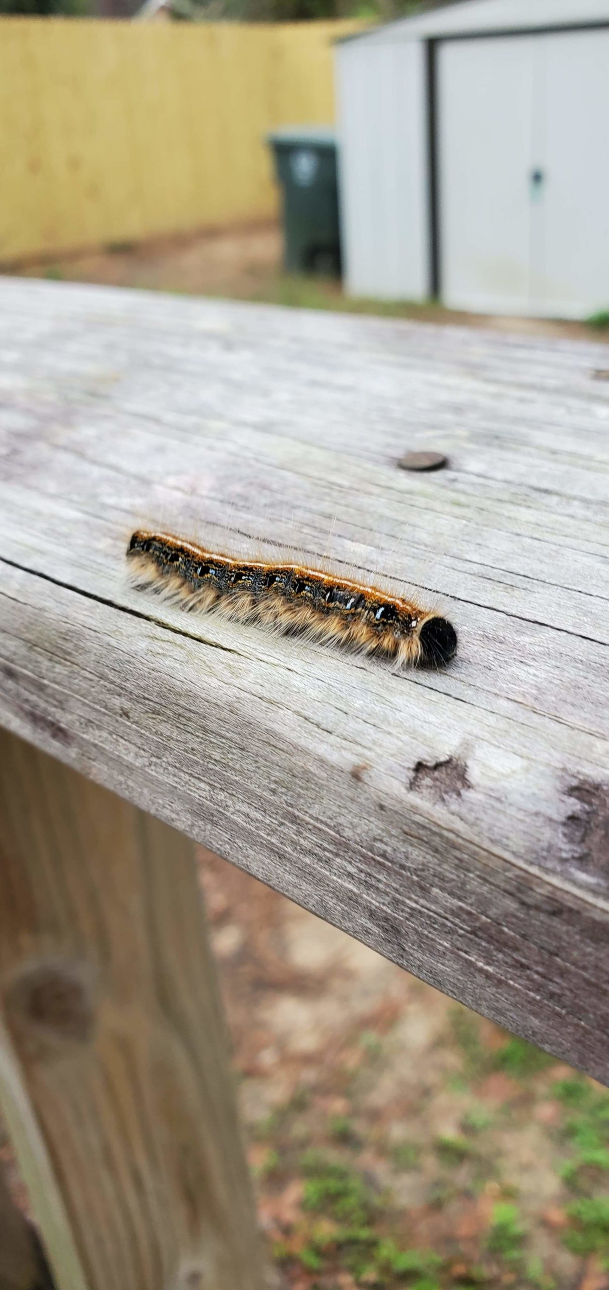 Eastern Tent Caterpillar, Malacosoma americanumCredit: John Keuler, ©2021