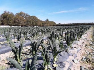 ‘Lacinato’ kale (Brassica oleracea var. acephala ‘Lacinato’) has a very distinct puckered appearance to the leaves. Cropping of the lower leaves has already begun on this kale. Justin Ballew, ©HGIC 2020, Clemson Extension