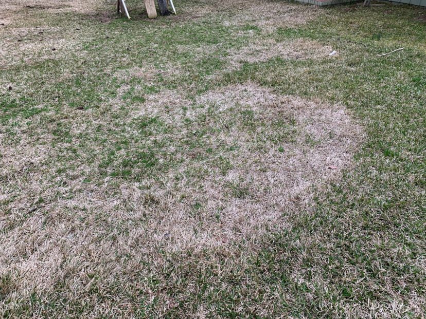 Large patch symptoms showing up in warm season turf observed early March 2021. Joseph A Roberts, ©2021, Clemson Extension