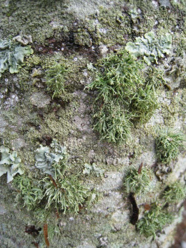Lichens Vicky Bertagnolli, ©2009, Clemson Extension