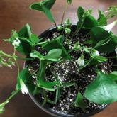 Many Oxalis species move their leaves in response to light intensity (nyctinastic). You’ll notice the leaves are folded in this picture which was taken in the house at night. Terasa Lott, ©2021, Clemson Extension