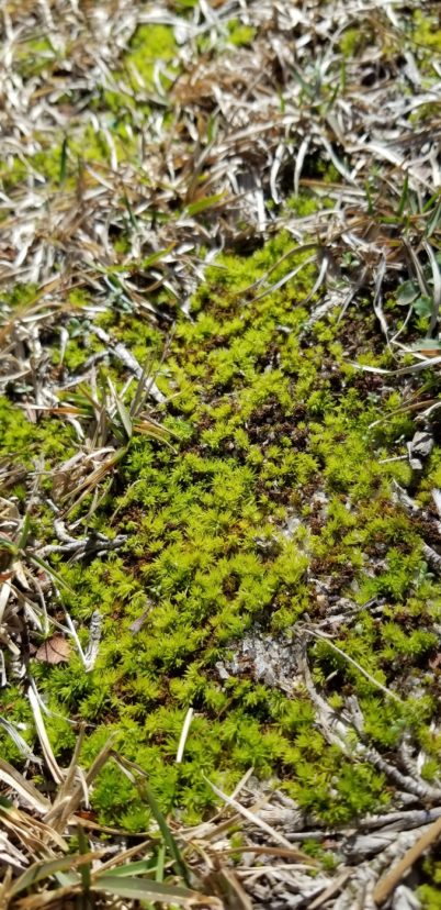Moss Vicky Bertagnolli. ©2021, Clemson Extension 