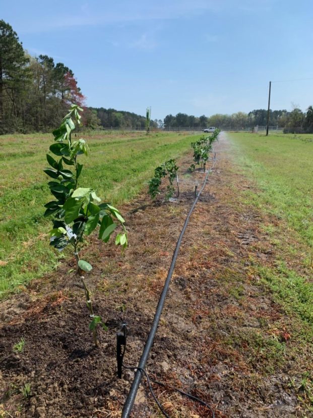 Newly planted citrus trees at the Coastal REC this past week. Zack Snipes, ©2021, Clemson Extension