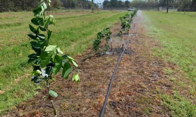 SC Fruit and Vegetable Field Report March 29, 2021