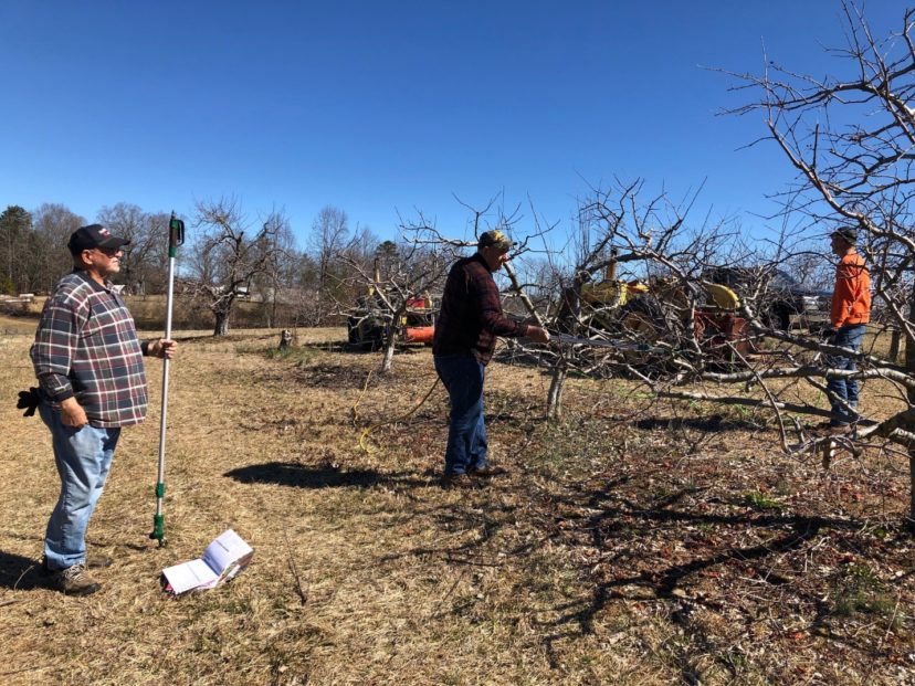 Pruning apples at Hollifield’s Orchard with pneumatic pruners. Kerrie Roach, ©2021, Clemson Extension