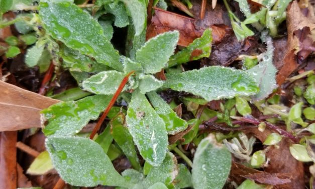 Weed of the Month – Cudweed