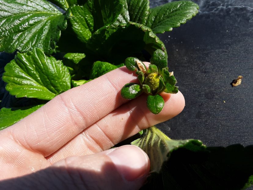 Small developing strawberries like this one can be damaged easily by cold. Justin Ballew, ©2021, Clemson Extension 