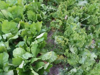 Smooth leaf mustard (left) and curly leaf mustard (right) growing side by side. Justin Ballew, ©HGIC 2020, Clemson Extension