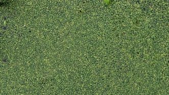 Solid mat of duckweed across the surface of the pond. TJ Savereno, 2020, Clemson Extension