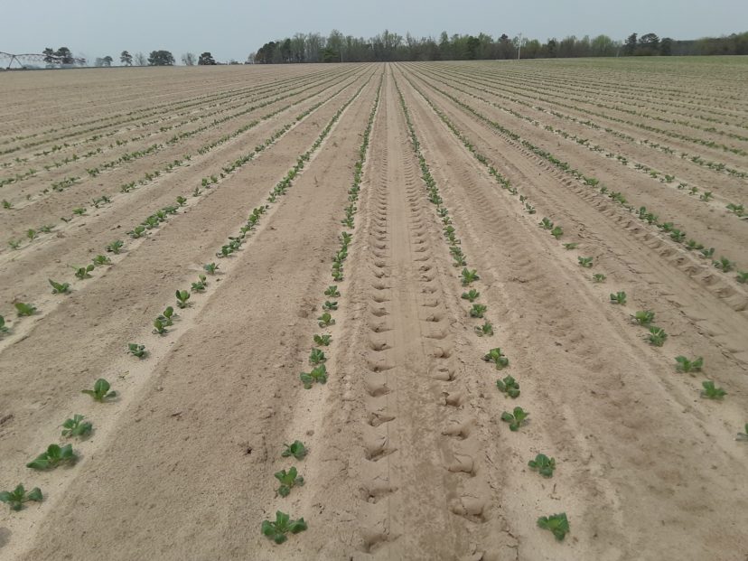 Spring planted brassicas are growing well and looking good. Photo from Justin Ballew, ©2021, Clemson Extension