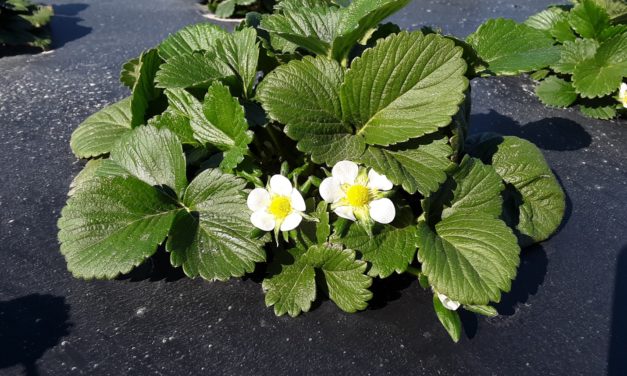 SC Fruit and Vegetable Field Report March 1, 2021