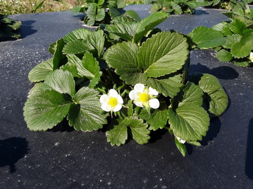 Starting to see plenty of blooms on the strawberries around the midlands. Justin Ballew, ©2021, Clemson Extension