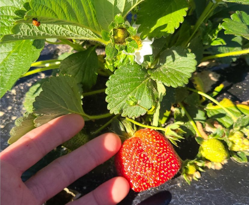 Strawberries continue to develop nicely in the Coastal region. Rob Last, ©2021, Clemson Extension