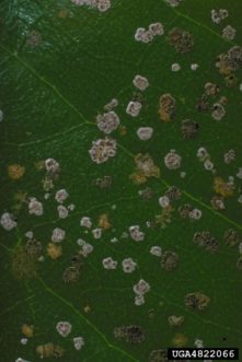 The green-orange colonies are algal leaf spot. The grayish-white spots are the lichen Strigula. The host is a Southern magnolia (Magnolia grandiflora). Edward L. Barnard, Florida Department of Agriculture & Consumer Services, Bugwood.org.