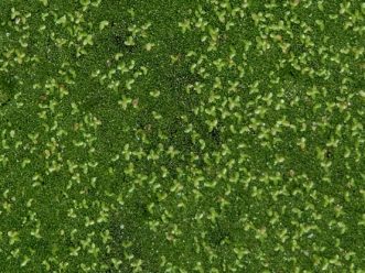 The larger leaves in this photo are duckweed. The fine, green specks between are watermeal. TJ Savereno, 2020, Clemson Extension