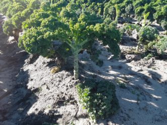 The lower leaves of this kale were cropped as they reached maturity instead of cutting the entire head, allowing the plant to continue developing new leaves and significantly extending the harvest. Justin Ballew, ©HGIC 2020, Clemson Extension