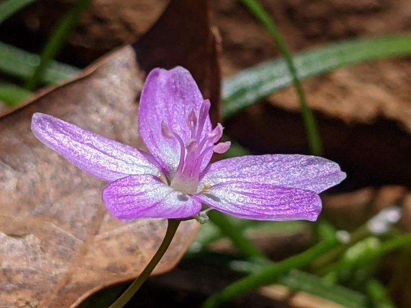 The spring beauty bee (Andrena erigeniae) relies exclusively on the pink pollen provided by Spring beauty (Claytonia virginica) to provision its nests. Millie Davenport, ©2021, Clemson Extension