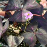 The striking purple foliage of Oxalis triangularis gives it the common name “purple shamrock”. Terasa Lott, ©2021, Clemson Extension