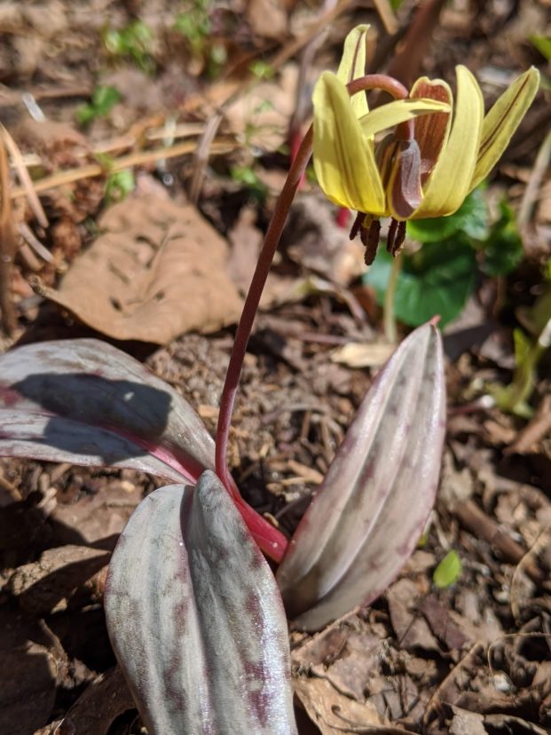 Trout lily (Erythronium americanum) is an early spring bloomer. Millie Davenport, ©2021, Clemson Extension