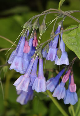 Spring Wildflowers