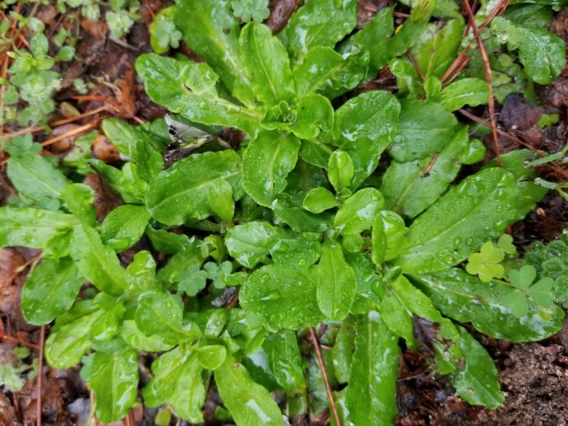 Wandering cudweed (Gamochaeta pensylvanica) has soft hairs and a light green color on both leaf surfaces.Jackie Jordan, ©2021, Clemson Extension 