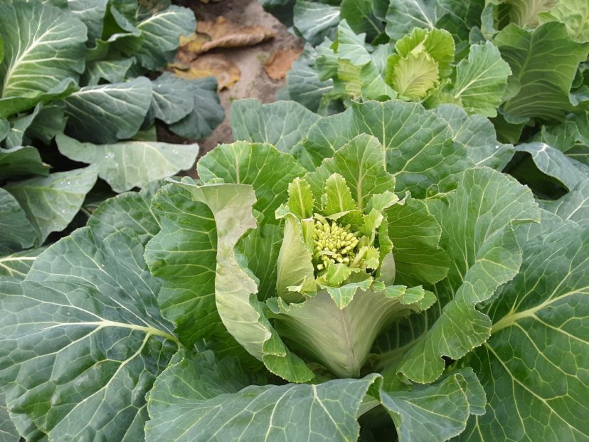 Warm weather can cause collards that have grown through the winter to bolt (flower). This plant is just beginning to develop a flower head. Zack Snipes, ©2021, Clemson Extension