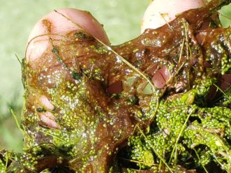 Watermeal plants may be about the size of a pencil tip. In this picture it is intermixed with reddish cyanobacteria and some other debris. TJ Savereno, 2020, Clemson Extension