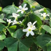 While shamrocks are considered foliage plants, they do produce dainty, 5-petaled flowers. Terasa Lott, ©2021, Clemson Extension