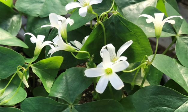 Shamrocks and St. Patrick’s Day
