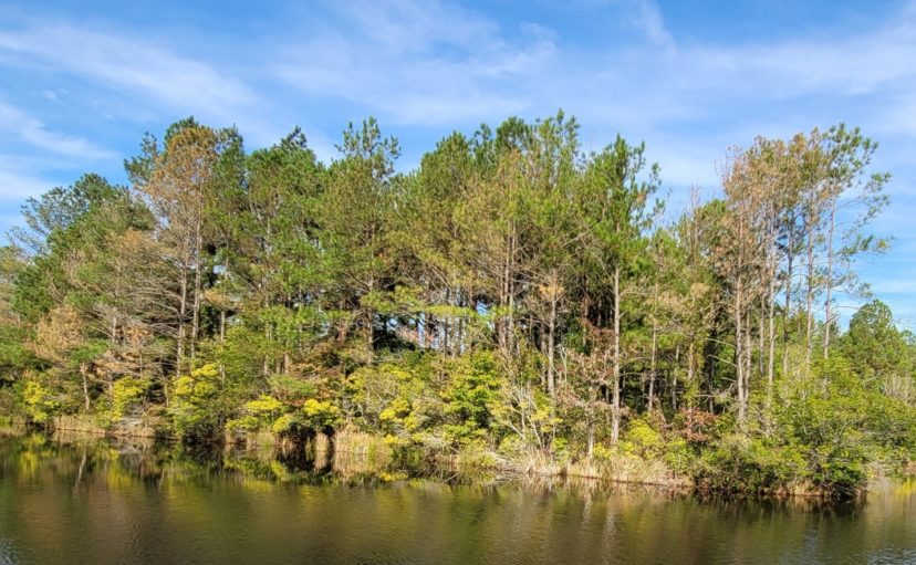 Off-label use of diuron lead to the death of all pines within 30 feet of this pond's shoreline.  Shrubs were also in decline and will likely die. TJ Savereno, 2020, Clemson Extension