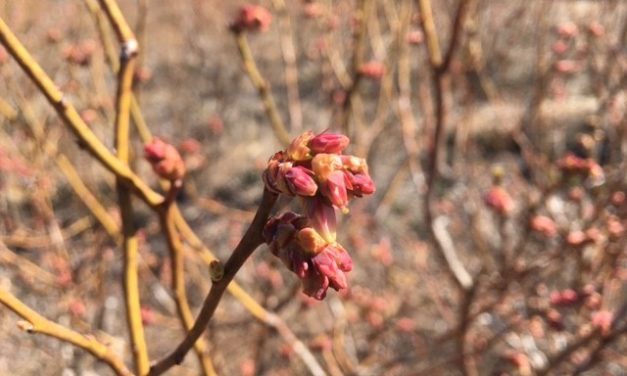 SC Fruit and Vegetable Field Report March 8, 2021