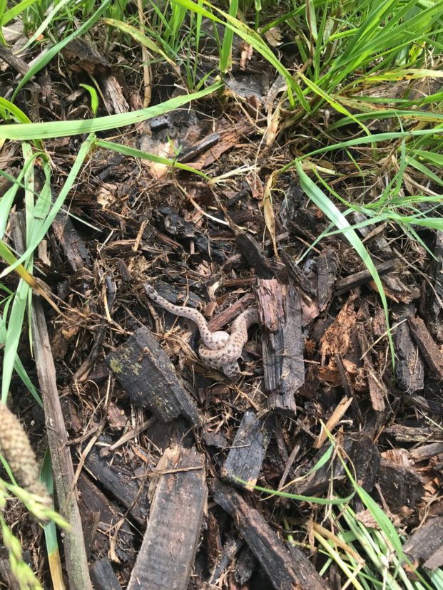 Brown Snake, Storeria dekayi Kerrie Roach, ©2021, Clemson Extension