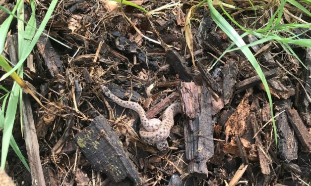 What is it? Wednesday – Brown Snake